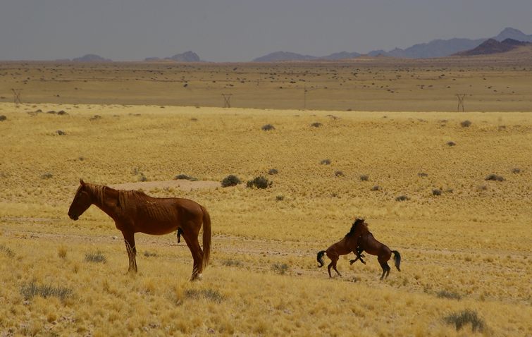 229 Namibia Okt 2006 .JPG